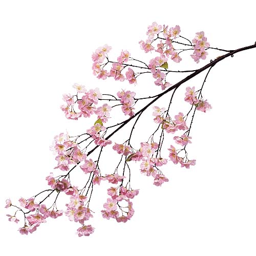 桜大枝(186)