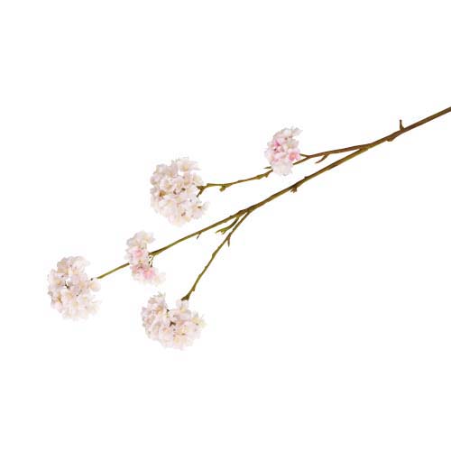 桜(5/132)