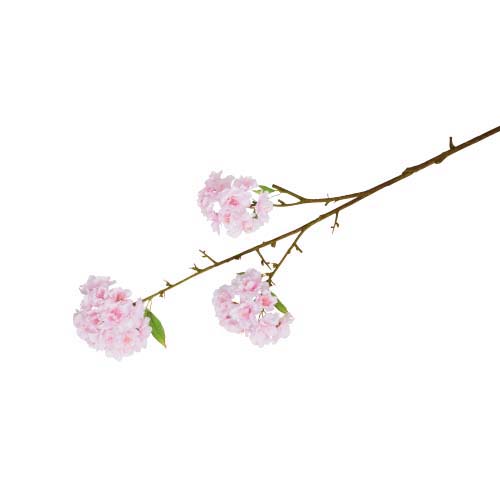 八重桜(3/33)
