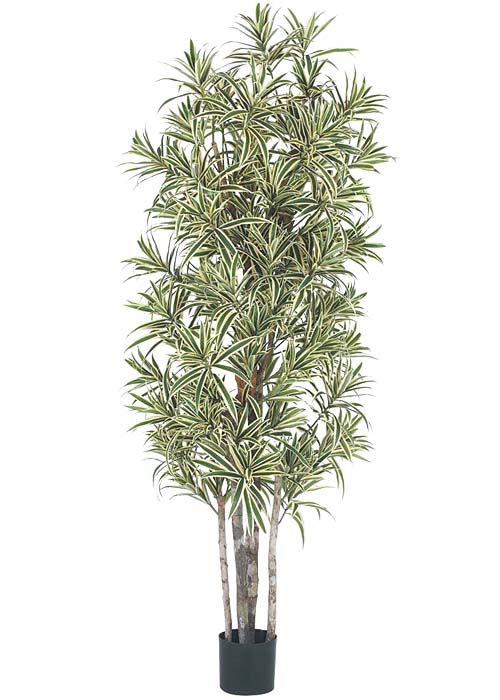 180cmドラセナリフレクサツリー(ナチュラルトランク)